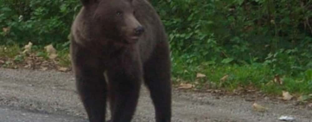 Urs în Plopeni, joi seară. Locuitorii au primit mesaj Ro-alert